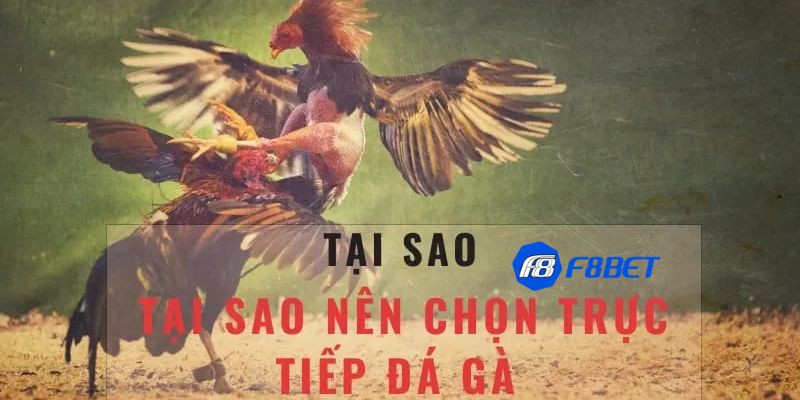 đá gà bình luận trực tiếp Các yếu tố quan trọng trong đá gà bình luận trực tiếp