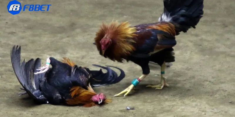 Đá gà peru là gì?