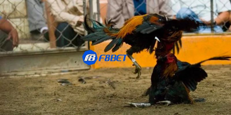 Đánh giá chất lượng trong các trận đá gà peru